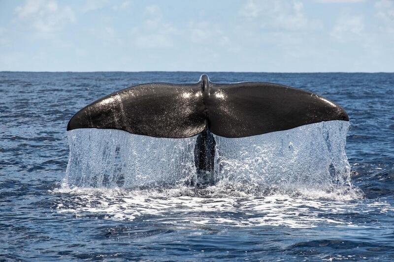 Reaparece la ballena sei en el mar patagónico después de un siglo 