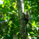 Los peligros que enfrenta la biodiversidad de Colombia