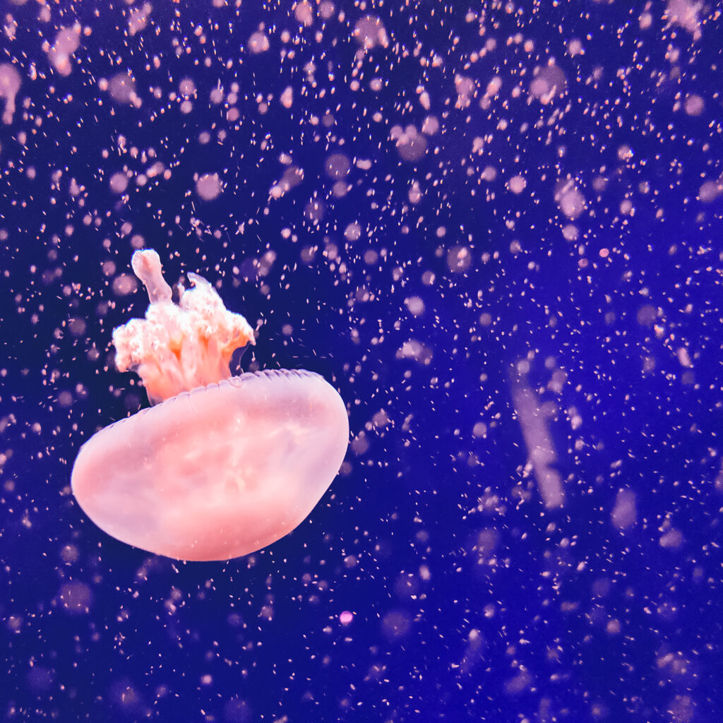 Estas extraordinarias criaturas submarinas existen de verdad