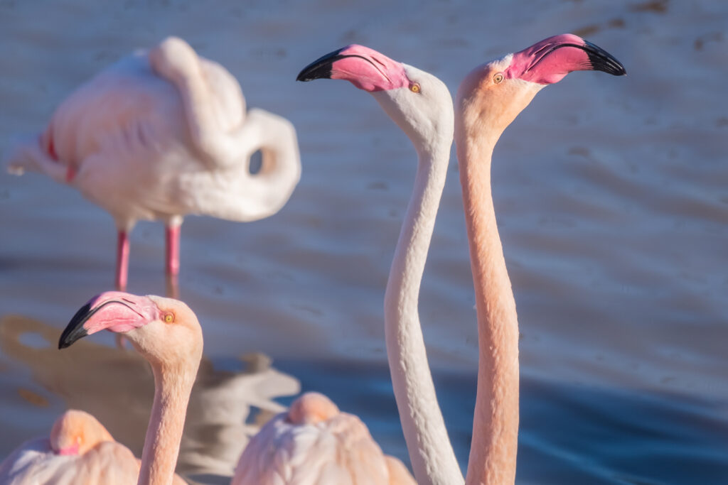 Los flamencos rosados de los balnearios dominicanos volverán a la vida salvaje
