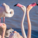 Los flamencos rosados de los balnearios dominicanos volverán a la vida salvaje