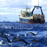  La importancia de proteger los océanos para la supervivencia de las aves marinas