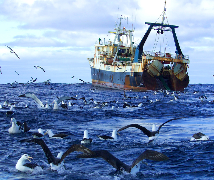  La importancia de proteger los océanos para la supervivencia de las aves marinas