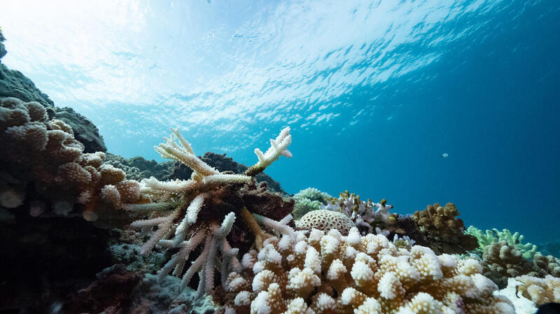 Récords de temperatura en el Mar del Norte por el cambio climático