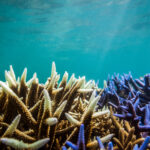  Gran Barrera de Coral, el patrimonio planetario que podría desaparecer por el calentamiento global