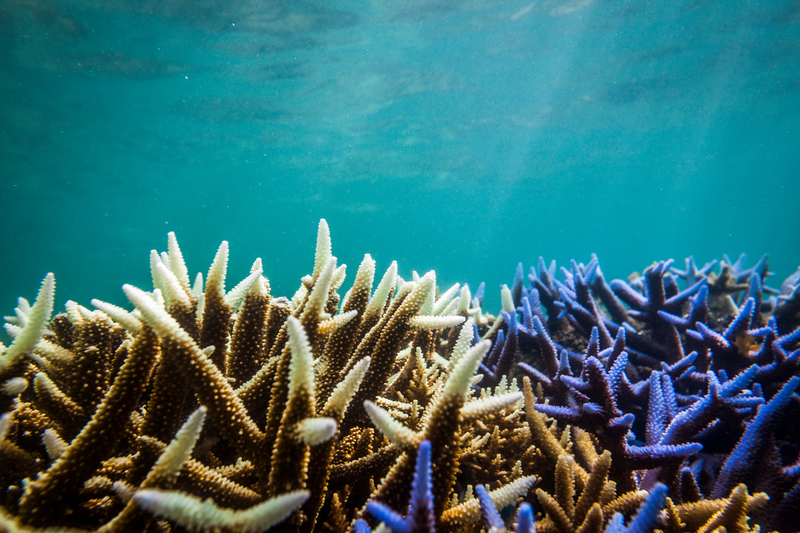  Gran Barrera de Coral, el patrimonio planetario que podría desaparecer por el calentamiento global