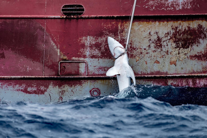 Biodiversidad marina: ¿Cómo proteger a los tiburones y rayas de Colombia?