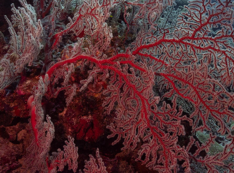 Hallan un nuevo bosque de hidrocorales rojos en la Reserva Natural Kawésqar