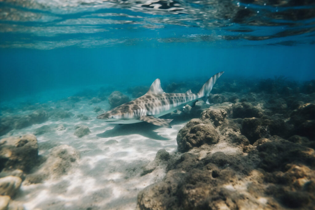 Zonas marinas protegidas, una medida esencial para preservar los océanos