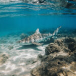 Zonas marinas protegidas, una medida esencial para preservar los océanos