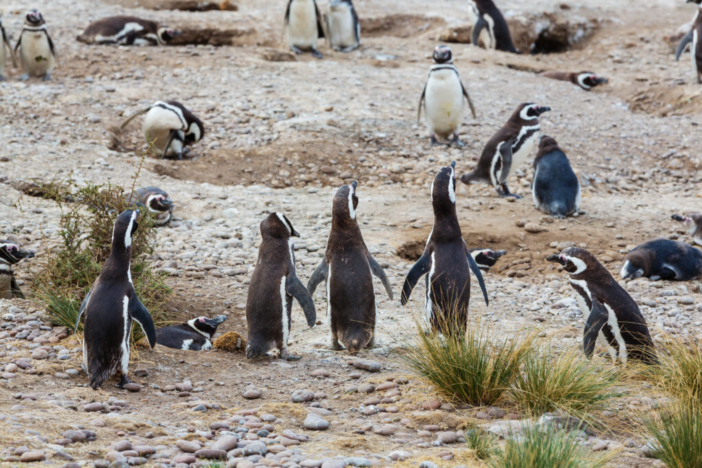 Empieza el juicio contra el empresario que mató pingüinos en Punta Tombo