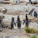 Empieza el juicio contra el empresario que mató pingüinos en Punta Tombo