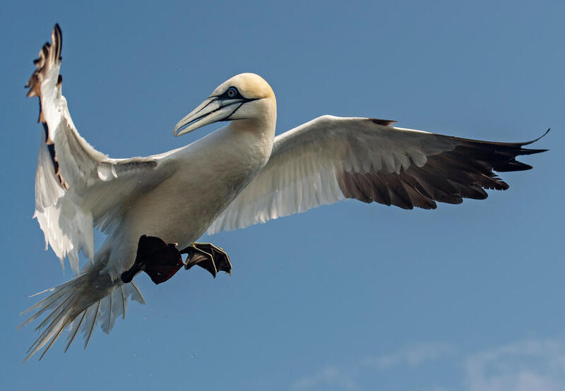 La salud de los ecosistemas marinos puede determinarse por sus aves playeras