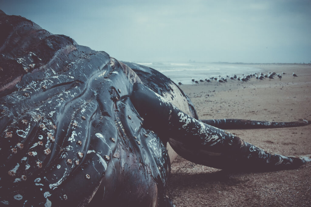 ¿Por qué aparecieron decenas de ballenas muertas en la costa de Chubut?