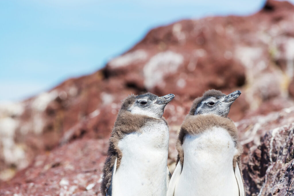 El empresario culpable de matar cientos de pingüinos en Punta Tombo fue condenado