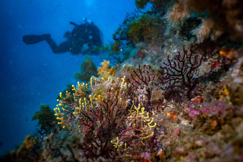 Restos fósiles evidencian el daño que la actividad humana genera en los ecosistemas marinos