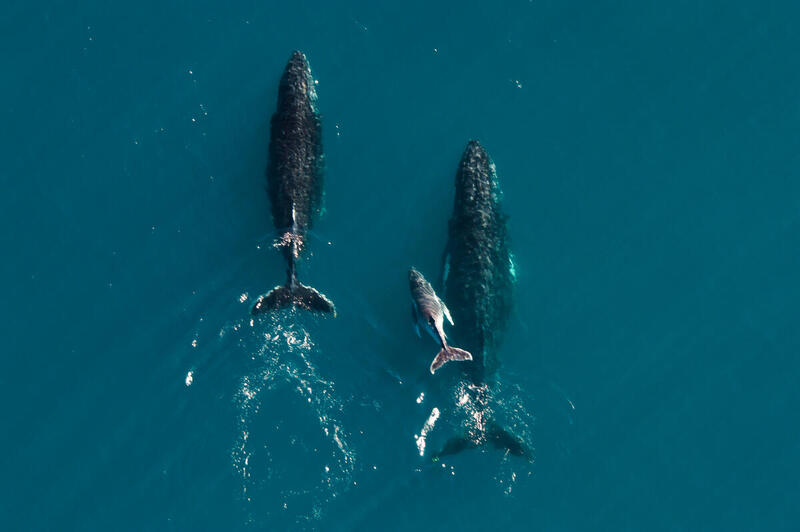 Chile busca justicia por la muerte de ballenas jorobadas en áreas protegidas