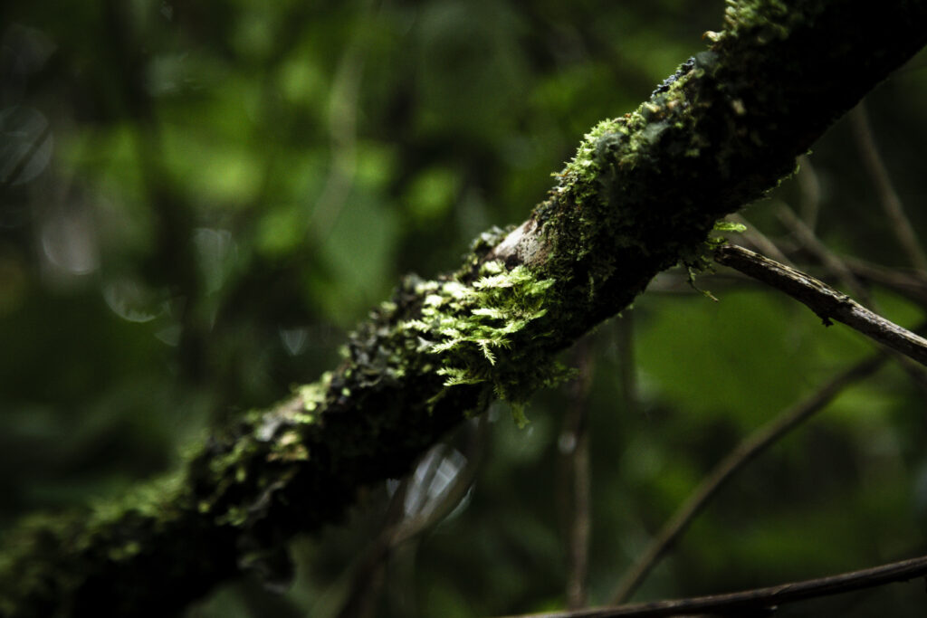 La crisis de la biodiversidad en su momento más crítico