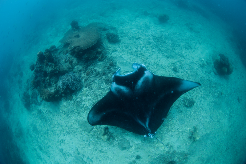  La acidificación oceánica amenaza los ecosistemas marinos del Pacífico colombiano