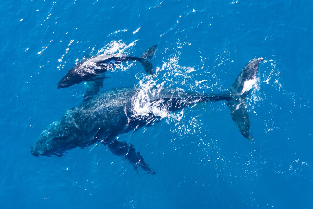 Más confirmación de la ciencia sobre las conversaciones de las ballenas