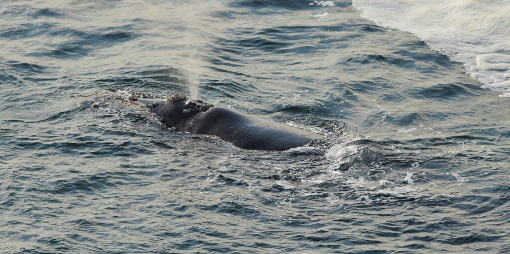 Luego de las ballenas la ciencia descubre las conversaciones de los cachalotes