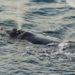 Luego de las ballenas la ciencia descubre las conversaciones de los cachalotes