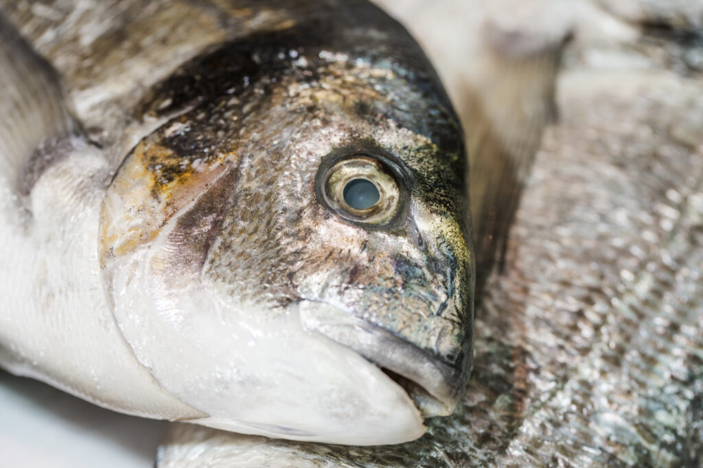 Por qué aparecieron peces muertos en las playas de Chile