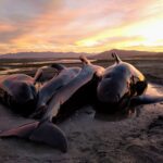 Qué pasó con las ballenas varadas en Australia 