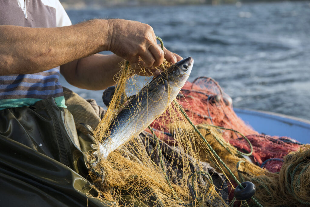 La amenaza de la sobrepesca en los océanos de todo el mundo