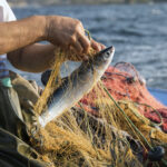 La amenaza de la sobrepesca en los océanos de todo el mundo