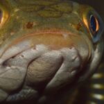 Primer plano de un pez cabeza de serpiente (Channa argus), con su distintivo rostro reptiliano y escamas brillantes bajo el agua.