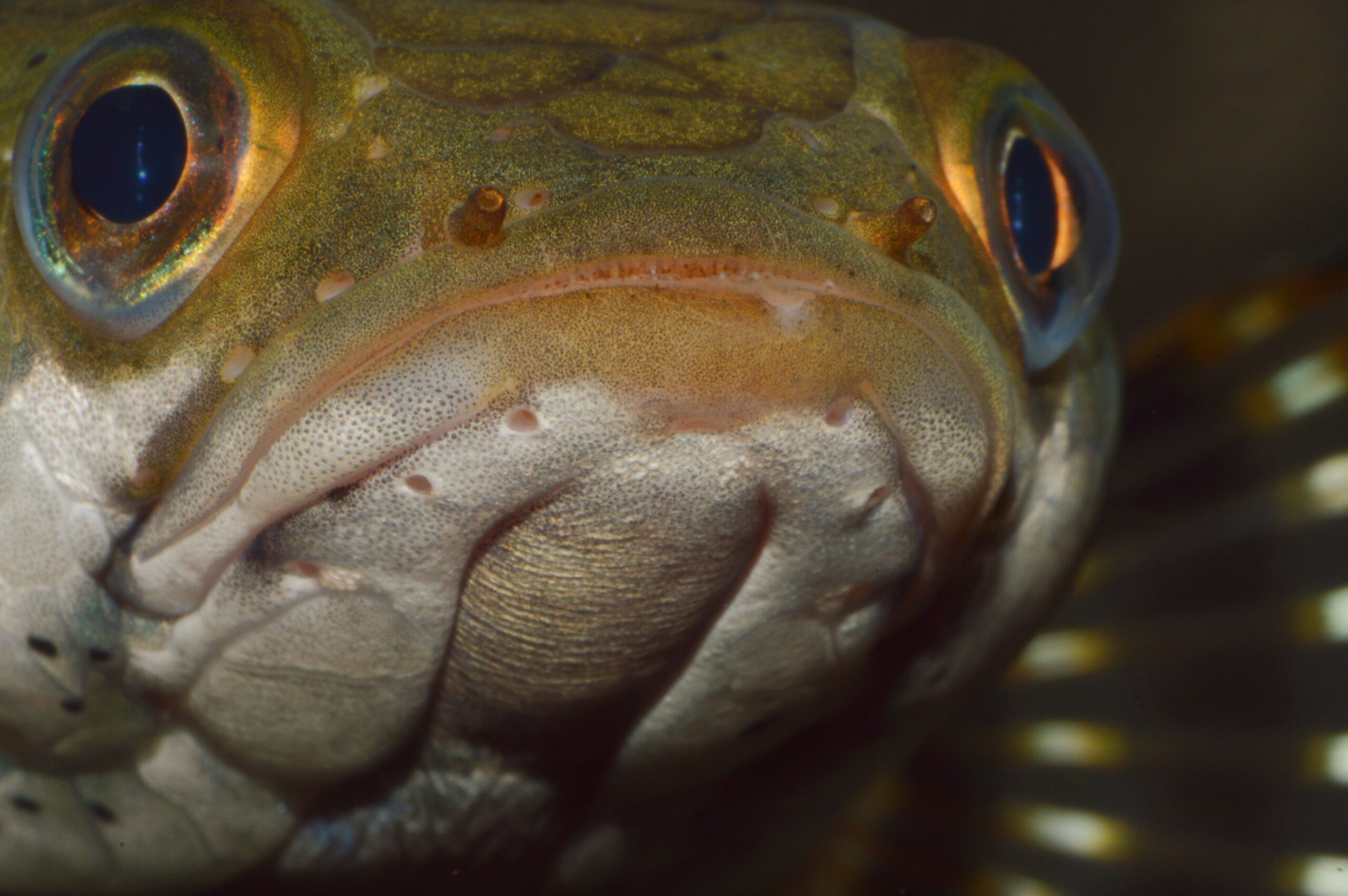 Primer plano de un pez cabeza de serpiente (Channa argus), con su distintivo rostro reptiliano y escamas brillantes bajo el agua.