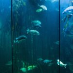 Peces nadando entre algas en un tanque de acuario, ilustrando el nuevo enfoque de conservación marina en recintos bajo techo.