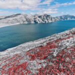 Vista panorámica de una bahía polar con montañas y vegetación rojiza sobre una colina nevada, evocando los efectos del cambio climático en regiones polares.