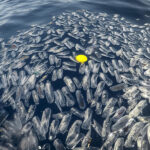 Múltiples organismos gelatinosos y desechos flotando en la superficie del mar, con un objeto amarillo contrastando en el centro, simbolizando la presencia de contaminación en el ecosistema marino.