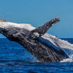 Ballena jorobada emergiendo del agua en el océano Pacífico, captada en pleno salto, representando la majestuosidad y vulnerabilidad de los cetáceos frente al cambio climático.