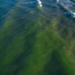 Vista aérea del mar con zonas de tonalidad verdosa causadas por proliferación de algas, reflejando el impacto ambiental en los ecosistemas marinos.