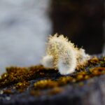 Primer plano de una anémona de mar invasora adherida a una superficie húmeda, en un ecosistema afectado del sur de Chile.