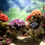 Arrecife de coral colorido con diversas especies marinas sobre una estructura rocosa en aguas tropicales, símbolo de restauración ecológica.