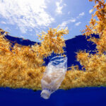 Botella de plástico flotando en el mar rodeada de algas, vista desde una perspectiva submarina que muestra la contaminación marina.