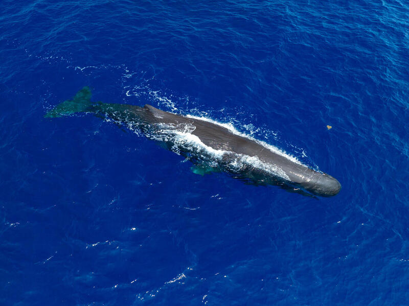 Ballena nadando en aguas profundas del océano Atlántico bajo un cielo despejado.