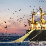 Barco pesquero industrial operando al atardecer rodeado de aves marinas, con redes extendidas sobre el océano.