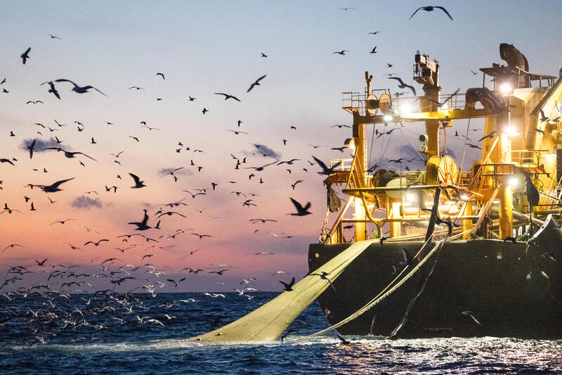 Barco pesquero industrial operando al atardecer rodeado de aves marinas, con redes extendidas sobre el océano.