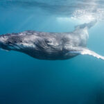 Ballena jorobada nadando en aguas profundas, símbolo de longevidad y adaptación evolutiva marina.