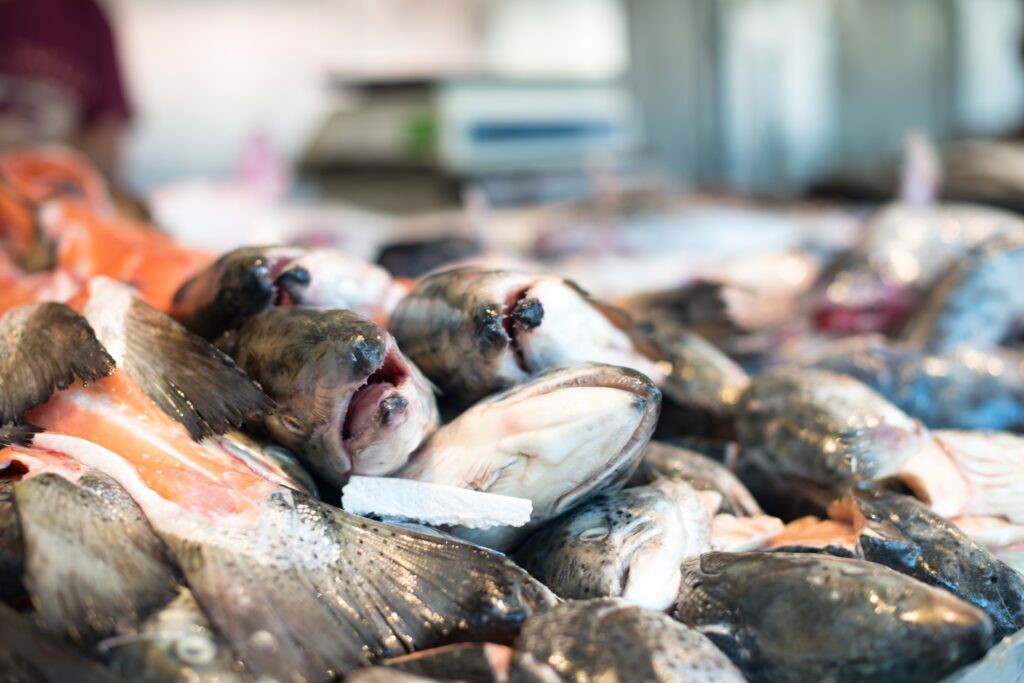 Pescados crudos apilados en un mercado, listos para la venta, con especial énfasis en sus cabezas abiertas y ojos visibles