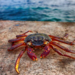 Cangrejo de caparazón oscuro con pinzas rojizas y patas amarillas sobre una tabla de madera junto al mar.