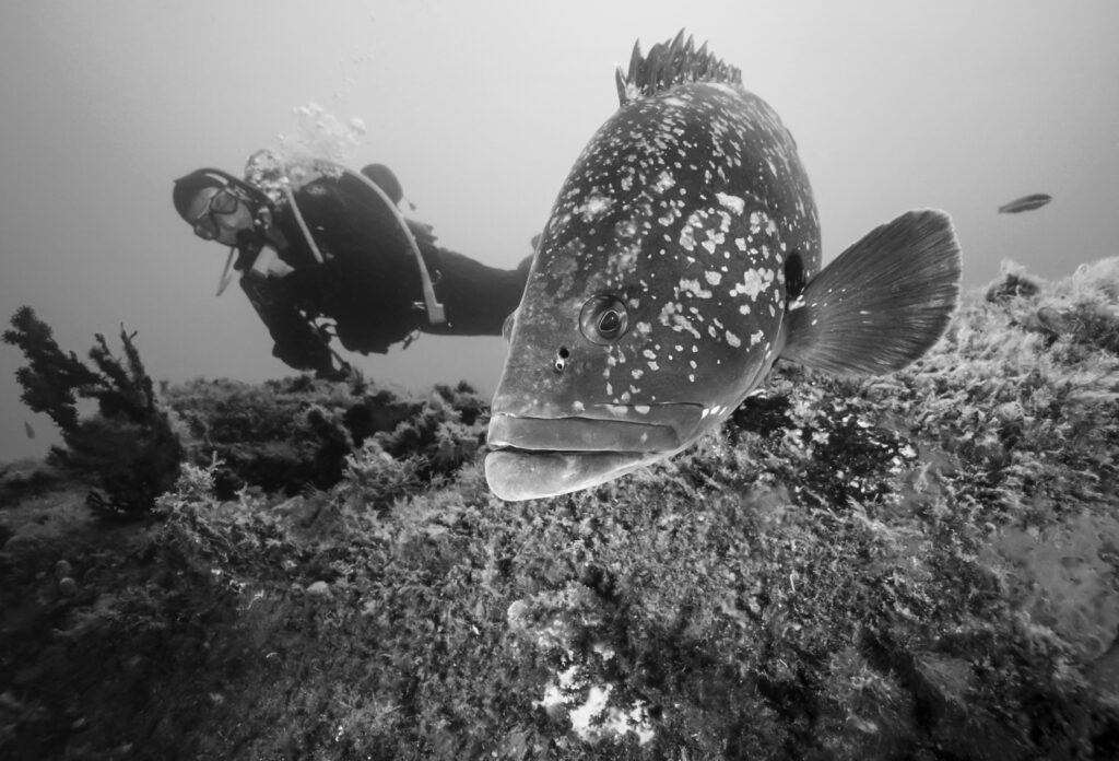 LA EVOLUCION RECIENTE DE LA OCEANOLOGIA